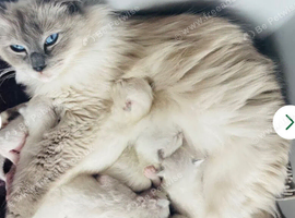 Ragdoll kittens