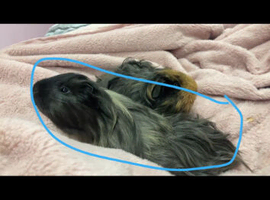 Male guinea pig