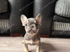 Beautiful French bulldog pups