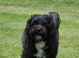Wanted: Male Maltipoo, Havanese, Shihpoo Cavapoo Perthshire and Surrounding Areas