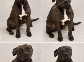 3 Year Old - Cane Corso x American Bully