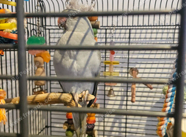 Indian ringneck