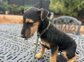 Lakeland terrier pup