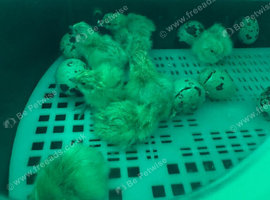 ** WHITE JUMBO QUAIL CHICKS FOR SALE **