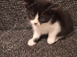 Small kittens for sale
