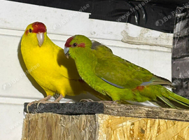 Variety of birds in need of a new home