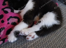 Boy kitten . Black /white.
