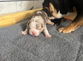 2 male olde double bully pups