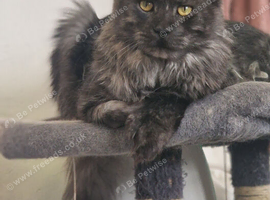 Polydactyl Maine coon