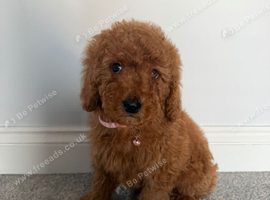 Adorable Cavapoo puppies