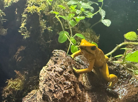 Golden dart frog pair full set up