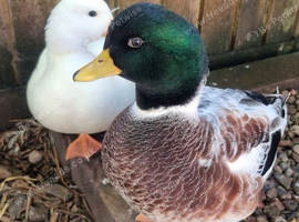Silver Call ducklings