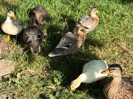 7 call miniature call ducks for sale unsexed