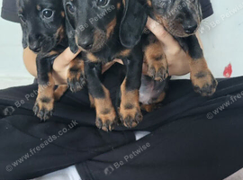 Dachshund puppies for sale!