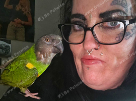 Tame Male Senegal Parrot For Sale With Large Cage,