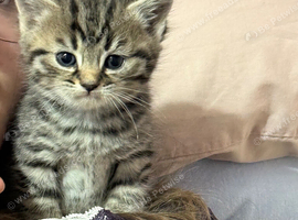 3 left British /birman kittens