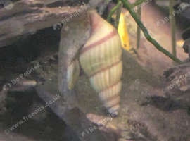 Assasin Snails