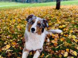 Australian shepherd stud