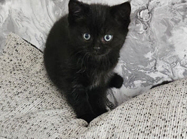 4 beautiful kittens