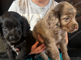 Beautiful cocker spaniel pups for sale