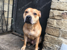 Staffordshire Bull Terrier Bradford