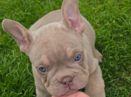 3 micro bully's available