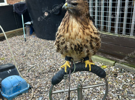 Redtail hawk for sale