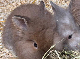 Baby lion heads