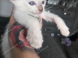 Stunning male fawn point siamese