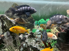 Adult cichlids