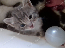 Kittens