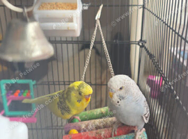 2x budgies cage food