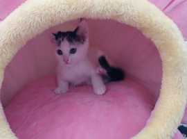 Lovely kitten MIMI