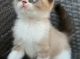 Scottish fold x BSH
