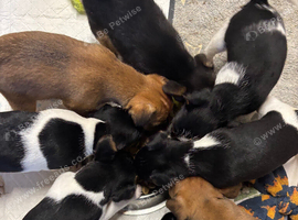 Jack Russell puppies