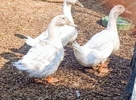 Trio Silver Swedish Ducks