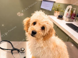 Gorgeous toy poodle girl