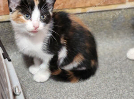 Gorgeous kittens available