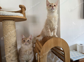 Two beautiful Maine Coon kittens