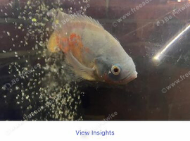 Different fish for sale