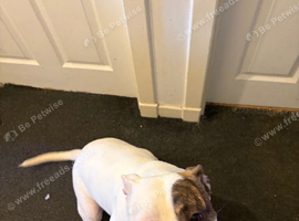 Looking for her forever home