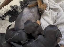 Doxiepoo puppy