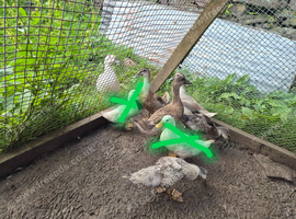 Ducklings