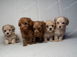 Beautiful Cockapoo Puppies