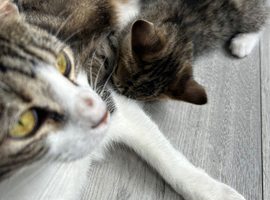 Meet this lovely pair &ndash; a stunning mum cat and her gorgeous little daughter, looking for a forever home