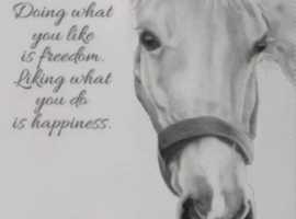 Looking for a horse quick!!