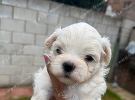Maltese puppies 2 girls left