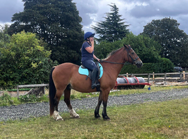 For share 15hh Welsh sec D 1-2 days per week