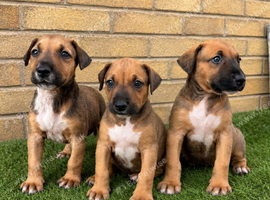 English Bull Terrier X Dobermann