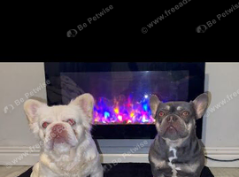 French bulldog full fluffy boy for sale